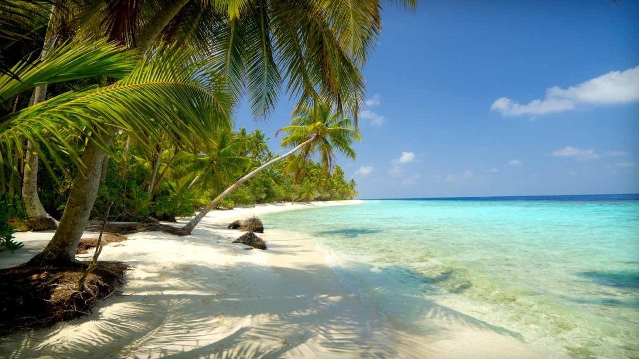 Caribbean beach with palm trees and turquoise water